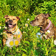 Luna joined the competition — help win amazing prizes! dog, dogs, outdoor, nature, flowers, greenery, sunlight, grass, pets, smiling_dog, happy, collar, bandana, animal, canine, summer, daylight, portrait, two_dogs, meadow