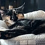 cat, tortoiseshell, sleeping, paw, pet_bed, cozy, indoor, feline, relaxed, fur, whiskers, soft, resting, animal, cute, home, comfort, closeup, nap, paw_pads