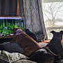 dog, cat, fish_tank, living_room, couch, blanket, pillow, window, curtains, pets, indoor, relaxing, cozy, animal, furniture, daylight, plant, tank, leash, home