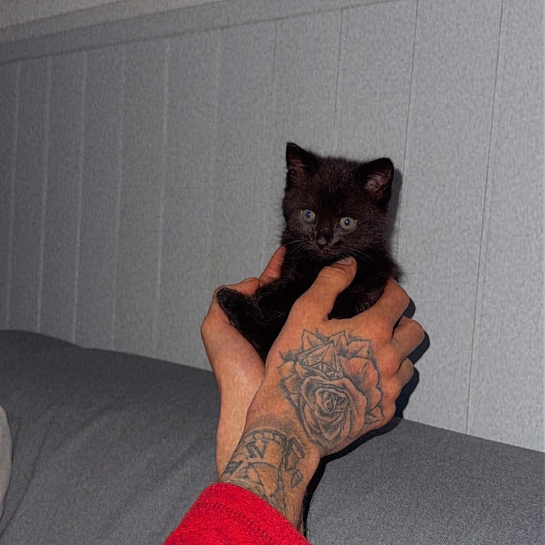 Pitchoun a rejoint le concours — aidez-le/la à gagner de superbes lots ! adult, animal, ankle, arm, blackcat, bodypart, cat, couch, finger, furniture, hand, kitten, male, man, manx, person, pet, skin, tattoo, wrist