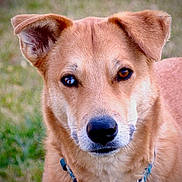 Copper is registered to the contest to win money with this photo: dog, canine, pet, portrait, close_up, heterochromia, blue_eye, brown_eye, collar, tag, ears, nose, muzzle, whiskers, fur, outdoors, grass, leash, attentive, adorable