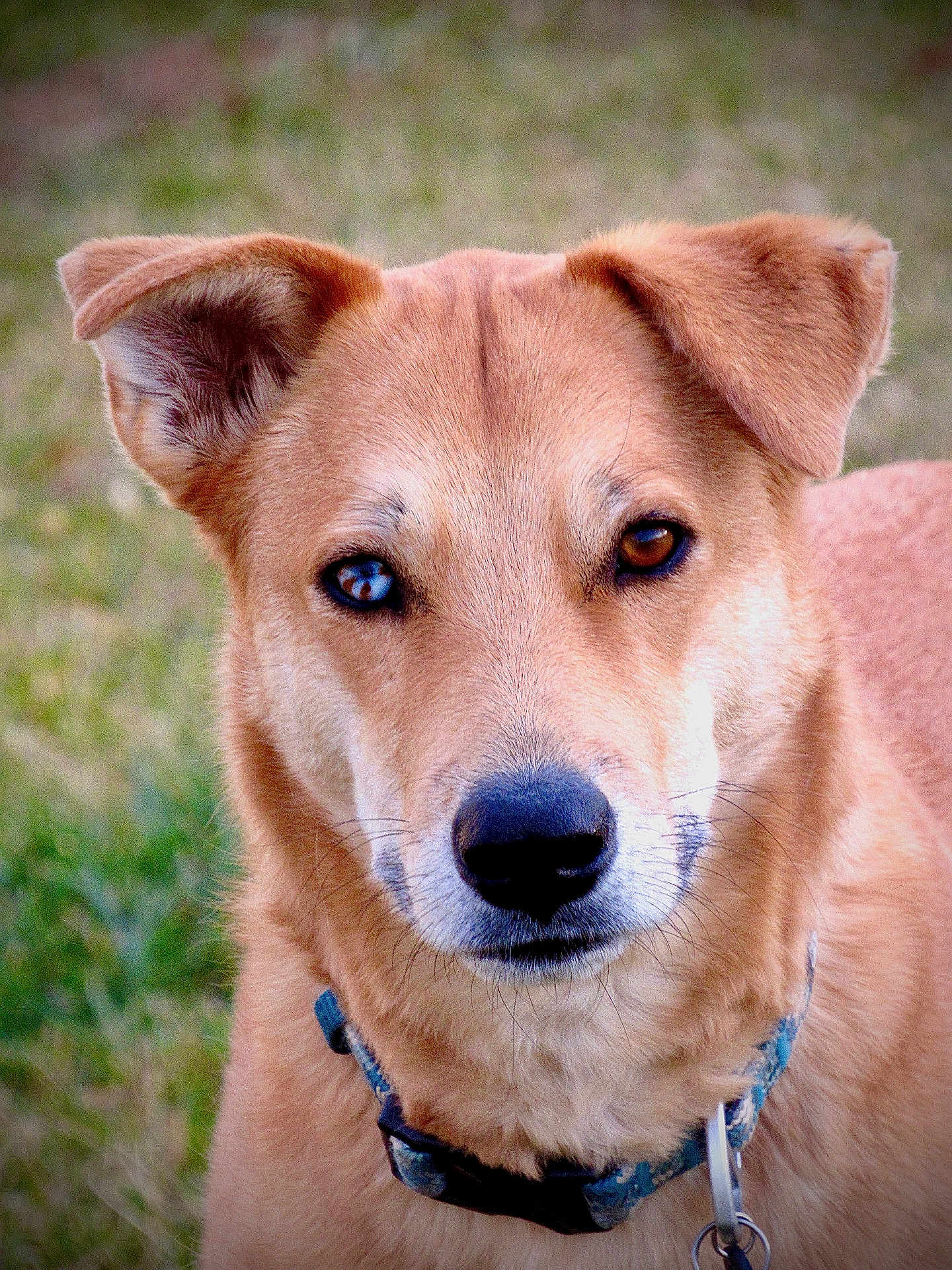 Copper is registered to the contest to win money with this photo: dog, canine, pet, portrait, close_up, heterochromia, blue_eye, brown_eye, collar, tag, ears, nose, muzzle, whiskers, fur, outdoors, grass, leash, attentive, adorable