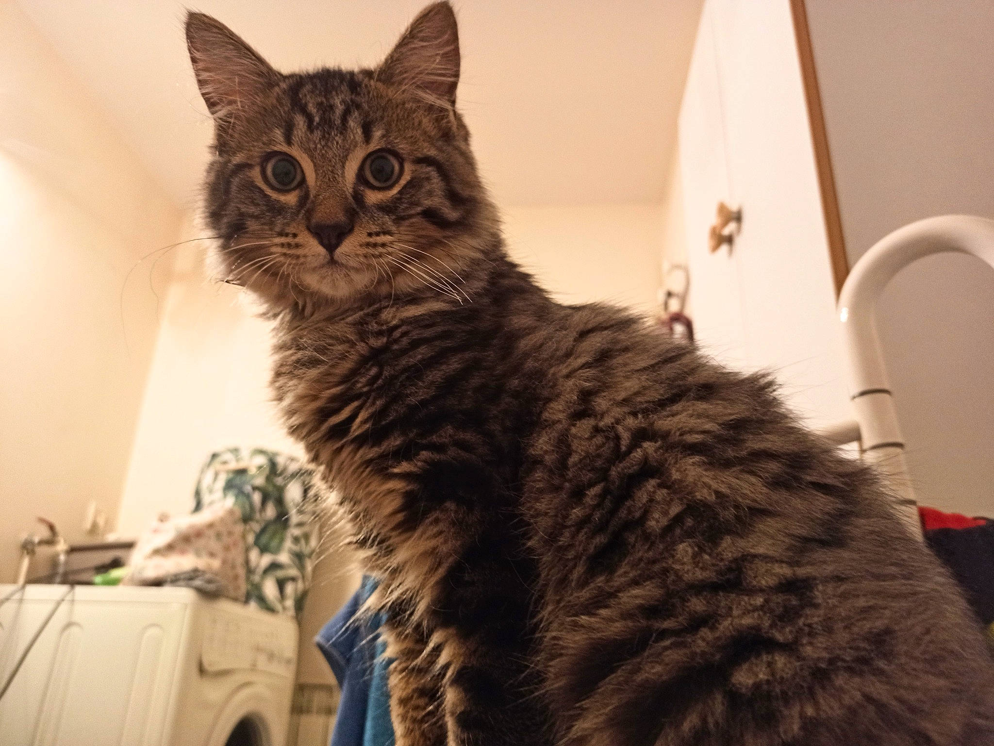 Guizmo participe au concours pour gagner de l'argent avec cette photo : box, carnivore, cat, claw, domestic_short_haired_cat, felidae, fur, small_to_medium_sized_cats, snout, tail, terrestrial_animal, whiskers