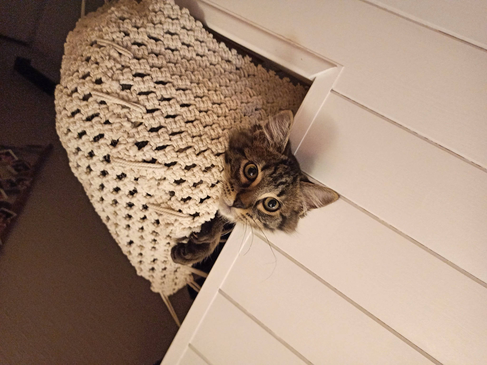 Guizmo a rejoint le concours — aidez-le/la à gagner de superbes lots ! carnivore, ceiling, circle, door, fashion_accessory, feather, felidae, font, house, insect, metal, pattern, rectangle, shelf, small_to_medium_sized_cats, tail, twig, whiskers, wing, wood