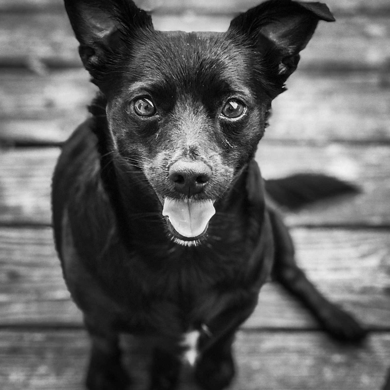 Jasper