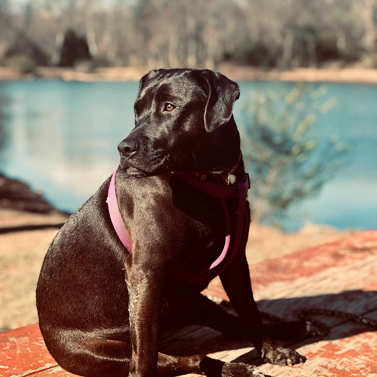 Nala joined the competition — help win amazing prizes! american_pit_bull_terrier, cane_corso, canidae, carnivore, dog, dog_breed, fawn, guard_dog, labrador_retriever, mammal, molosser, snout, sporting_group, working_dog
