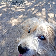 Louna participe au concours pour gagner de l'argent avec cette photo : dog, close_up, blue_eyes, tongue_out, fluffy, outdoor, gravel, shadow, sunlight, pet, canine, happy, animal, fur, nose, panting, walking, nature, daylight, excited