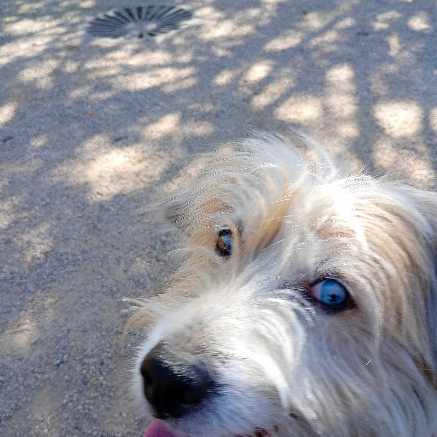 Louna participe au concours pour gagner de l'argent avec cette photo : animal, blue_eyes, canine, close_up, daylight, dog, excited, fluffy, fur, gravel, happy, nature, nose, outdoor, panting, pet, shadow, sunlight, tongue_out, walking