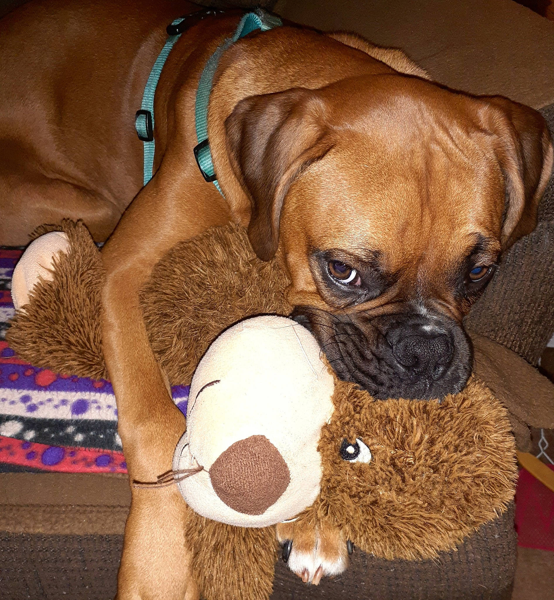 Alpha joined the competition — help win amazing prizes! american_mastiff, boerboel, boxer, bullmastiff, canidae, carnivore, companion_dog, dog, dog_breed, english_mastiff, fawn, mammal, molosser, old_english_bulldog, puppy, rare_breed_dog, snout, sporting_group, valley_bulldog, working_dog