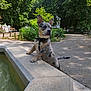 animal, bench, canine, curious, daytime, dog, fountain, greenery, leash, nature, outdoor, park, pathway, pet, playful, spotted_dog, stone, sunlight, trees, water