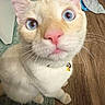 Bootz joined the competition — help win amazing prizes! cat, kitten, cream_fur, blue_eyes, pink_nose, whiskers, bell_collar, pet, animal, close_up, portrait, wide_eyed, sitting, indoors, wooden_floor, laundry, home, feline, fluffy, cute