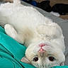 Bootz is registered to the contest to win money with this photo: cat, white_cat, fluffy, pet, animal, upside_down, lying_down, close_up, big_eyes, pink_nose, whiskers, fur, turquoise_blanket, bedding, bedroom, indoor, cute, relaxed, portrait, photography