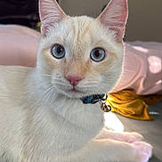 Bootz joined the competition — help win amazing prizes! cat, kitten, cream_colored, white_fur, blue_eyes, wide_eyed, whiskers, pink_nose, collar, bell, lying_down, paws, bed, bedroom, indoor, sunlight, portrait, closeup, pet, relaxed