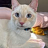 cat, kitten, cream_colored, white_fur, blue_eyes, wide_eyed, whiskers, pink_nose, collar, bell, lying_down, paws, bed, bedroom, indoor, sunlight, portrait, closeup, pet, relaxed