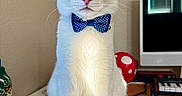 Bootz is registered to the contest to win money with this photo: cat, white_cat, bow_tie, blue_eyes, pet, animal, portrait, sitting, indoors, desk, microphone, computer, notebook, cables, home_office, wooden_table, closeup, alert, whiskers, cute