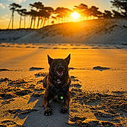 Tyson participe au concours pour gagner de l'argent avec cette photo : animal, beach, canine, dog, dune, golden_hour, happy, landscape, nature, outdoor, pet, relaxing, sand, scenic, shadow, silhouette, sky, sun, sunset, trees