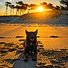 dog, beach, sand, sunset, sun, shadow, trees, sky, outdoor, nature, animal, canine, landscape, golden_hour, dune, relaxing, happy, pet, silhouette, scenic