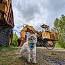 Molly a rejoint le concours — aidez-le/la à gagner de superbes lots ! cat, bandana, mud, construction_machinery, bicycle, cloudy_sky, rust, grass, outdoor, animal, vehicle, wheel, nature, dirt, blue_eyes, pet, curious, ground, trees, daytime