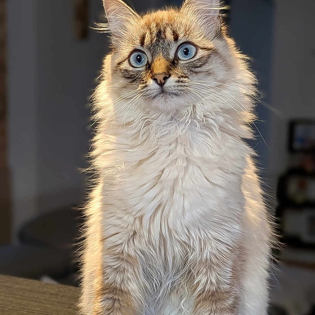Molly a rejoint le concours — aidez-le/la à gagner de superbes lots ! cat, blue_eyes, fluffy, long_hair, sitting, indoor, wooden_surface, pet, feline, portrait, whiskers, tabby, domestic_animal, cute, animal, fur, alert, looking, mammal, house