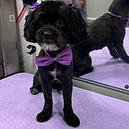 Onyx joined the competition — help win amazing prizes! animal, black_dog, bow_tie, collar, cute, dog, floor, fluffy, fur, groomed, indoor, looking_at_camera, mirror, pet, portrait, purple, purple_bow, reflection, sitting, small_dog