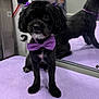 animal, black_dog, bow_tie, collar, cute, dog, floor, fluffy, fur, groomed, indoor, looking_at_camera, mirror, pet, portrait, purple, purple_bow, reflection, sitting, small_dog