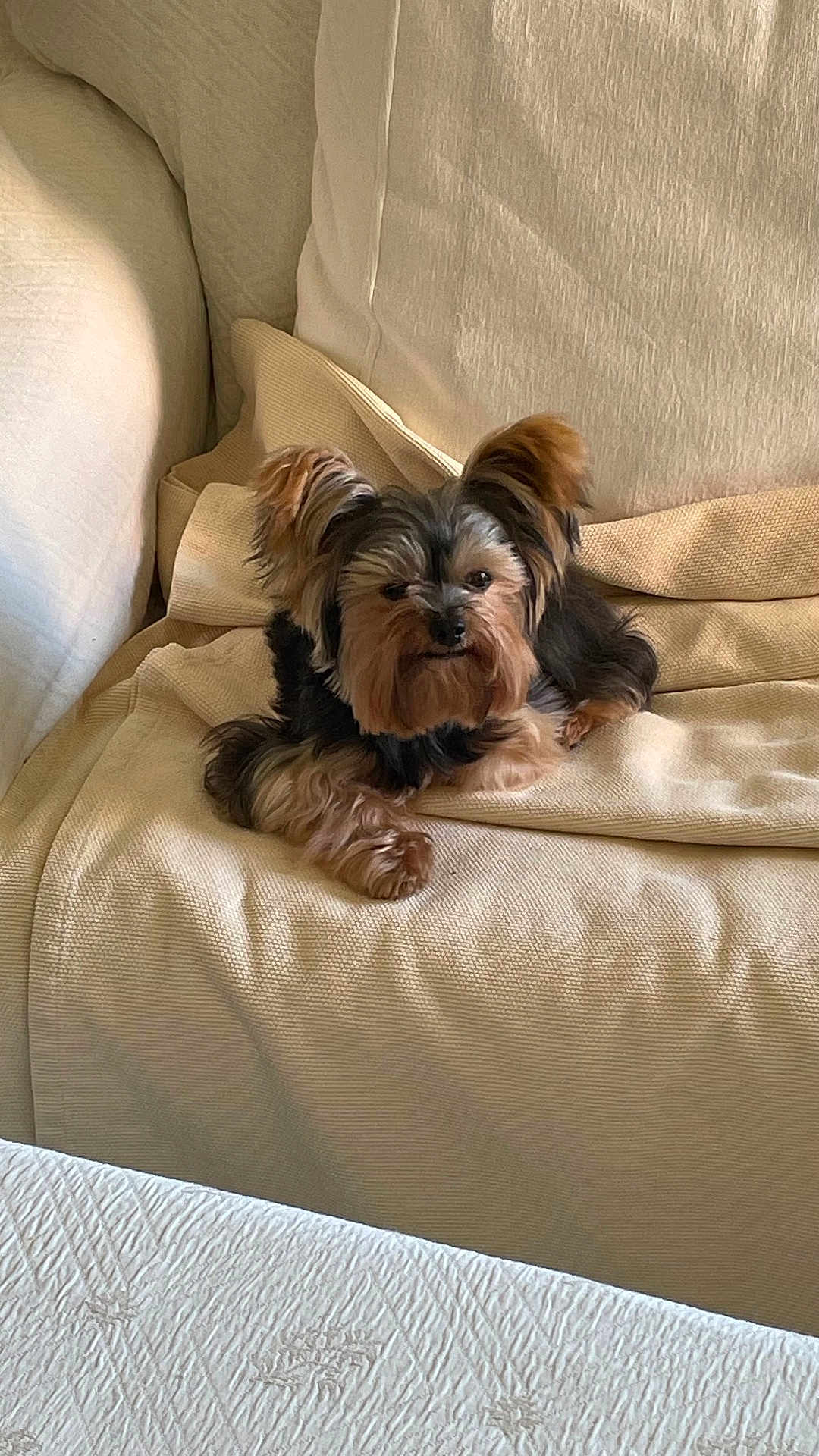 Nelson participe au concours pour gagner de l'argent avec cette photo : dog, small_dog, yorkshire_terrier, pet, couch, indoor, cozy, furniture, relaxing, fur, ears, paw, looking_at_camera, home, blanket, beige, cute, companion, resting, adorable