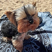 Nelson participe au concours pour gagner de l'argent avec cette photo : dog, small_dog, beach, sand, blanket, harness, sunlight, outdoor, sea, water, people, relaxing, summer, vacation, pet, animal, fur, sitting, daytime, nature