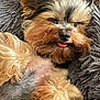 Nelson participe au concours pour gagner de l'argent avec cette photo : dog, sleeping, fluffy, tongue_out, cozy, cushion, pet, animal, cute, relaxed, brown, black, fur, small_dog, resting, indoors, closeup, adorable, companion, snuggly