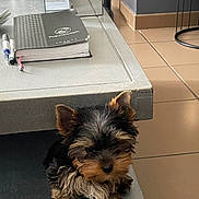 Angel participe au concours pour gagner de l'argent avec cette photo : puppy, dog, yorkshire_terrier, small_dog, indoor, table, notebook, pen, tissue_box, floor, tile_floor, pet, cute, fur, animal, brown, black, ears, face, young