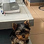 animal, black, brown, cute, dog, ears, face, floor, fur, indoor, notebook, pen, pet, puppy, small_dog, table, tile_floor, tissue_box, yorkshire_terrier, young