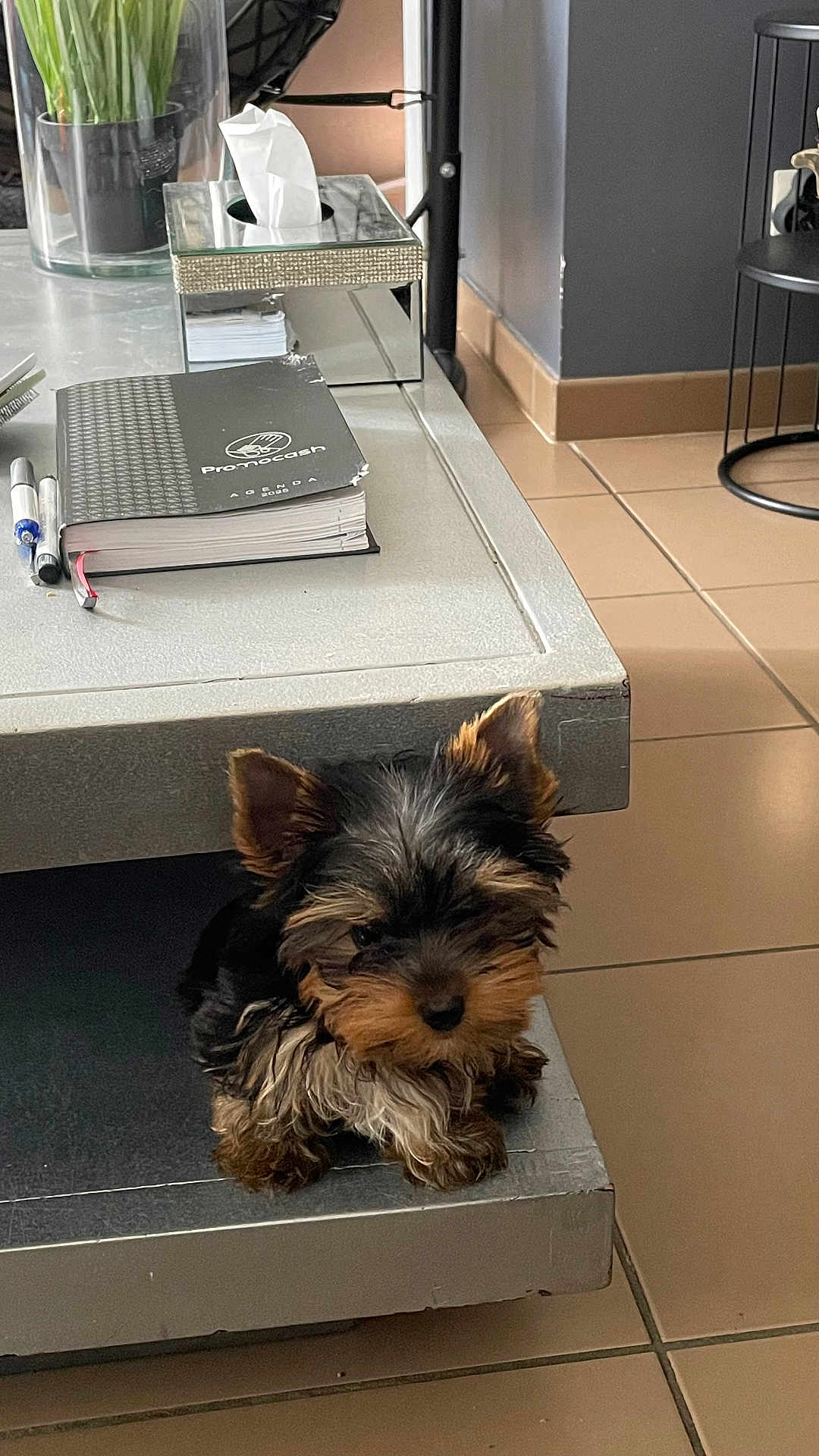 Angel participe au concours pour gagner de l'argent avec cette photo : puppy, dog, yorkshire_terrier, small_dog, indoor, table, notebook, pen, tissue_box, floor, tile_floor, pet, cute, fur, animal, brown, black, ears, face, young