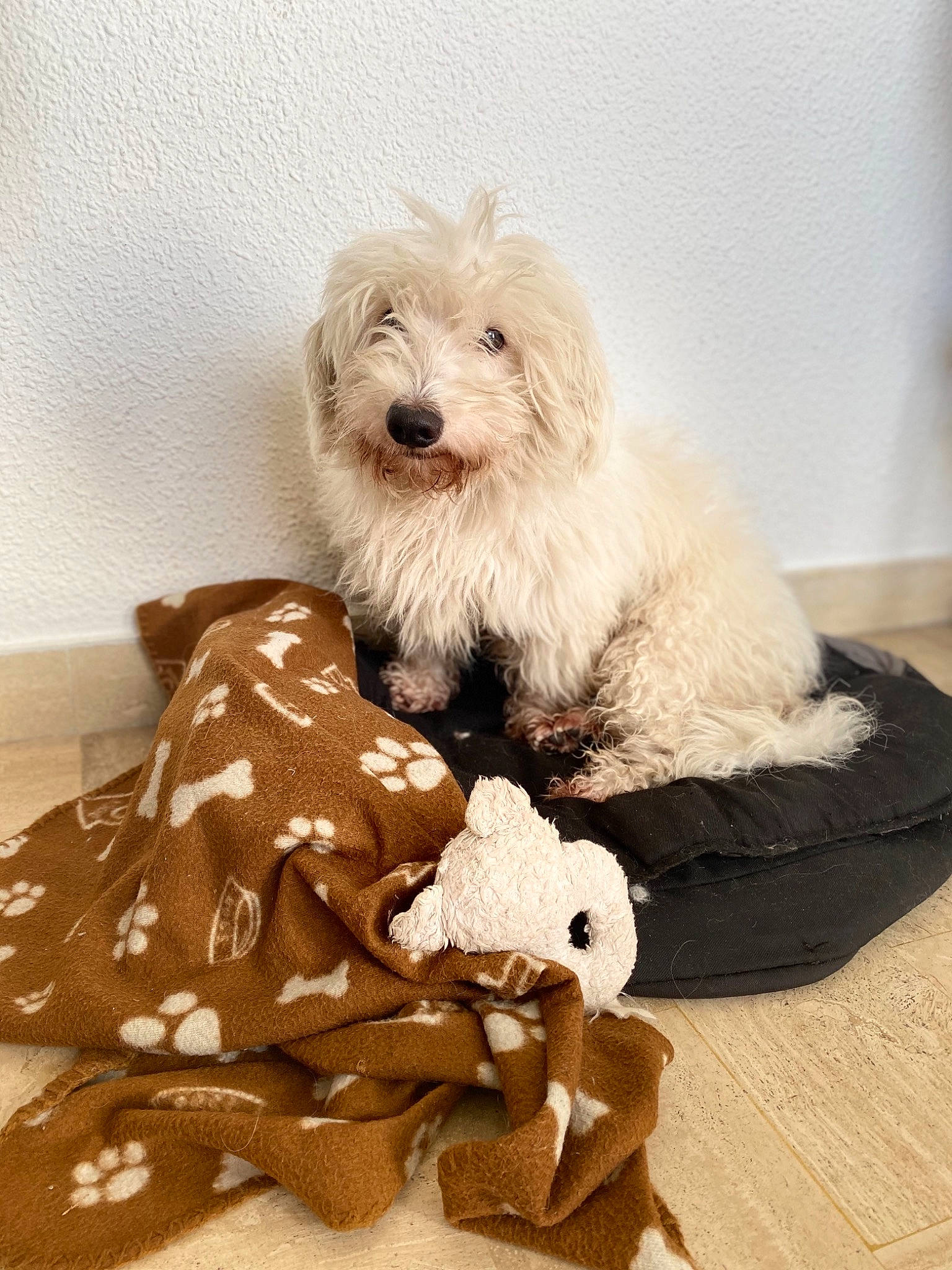 Indigo a rejoint le concours — aidez-le/la à gagner de superbes lots ! briquet_griffon_vendeen, canidae, carnivore, cockapoo, companion_dog, coton_de_tulear, dog, dog_breed, goldendoodle, havanese, labradoodle, maltese, mammal, non_sporting_group, petit_basset_griffon_vendeen, puppy, rare_breed_dog, sealyham_terrier, toy_dog, vertebrate