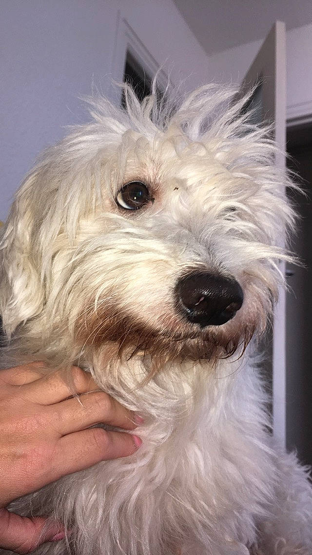 Indigo a rejoint le concours — aidez-le/la à gagner de superbes lots ! briquet_griffon_vendeen, canidae, carnivore, companion_dog, coton_de_tulear, dog, dog_breed, dutch_smoushond, glen_of_imaal_terrier, havanese, lowchen, mammal, rare_breed_dog, schnoodle, small_terrier, sporting_lucas_terrier, terrier, tibetan_terrier, vertebrate, west_highland_white_terrier