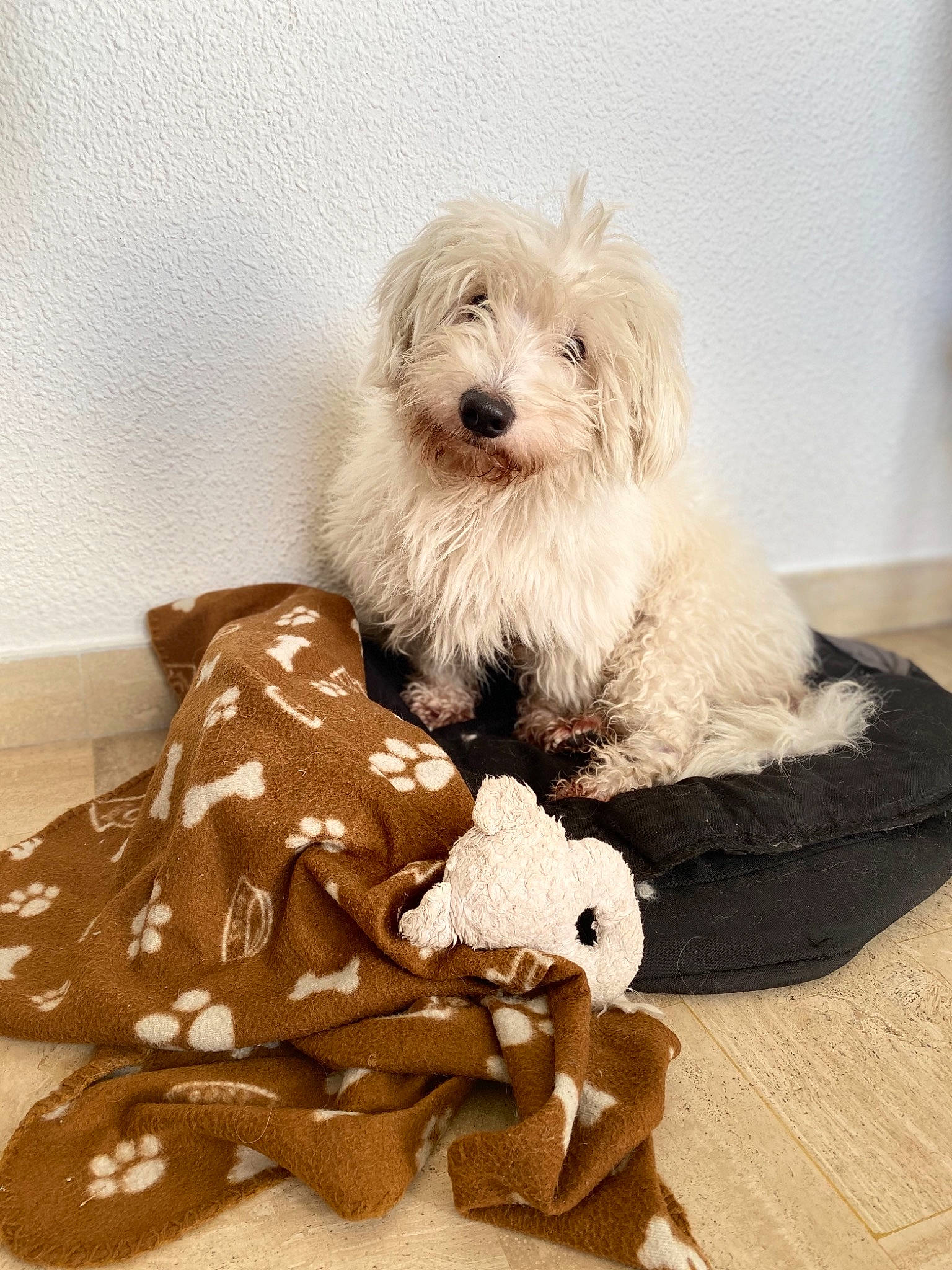 Indigo participe au concours pour gagner de l'argent avec cette photo : canidae, carnivore, cockapoo, companion_dog, coton_de_tulear, dog, dog_breed, havanese, maltese, mammal, non_sporting_group, old_english_sheepdog, petit_basset_griffon_vendeen, puppy, rare_breed_dog, sealyham_terrier, tibetan_terrier, toy_dog, vertebrate