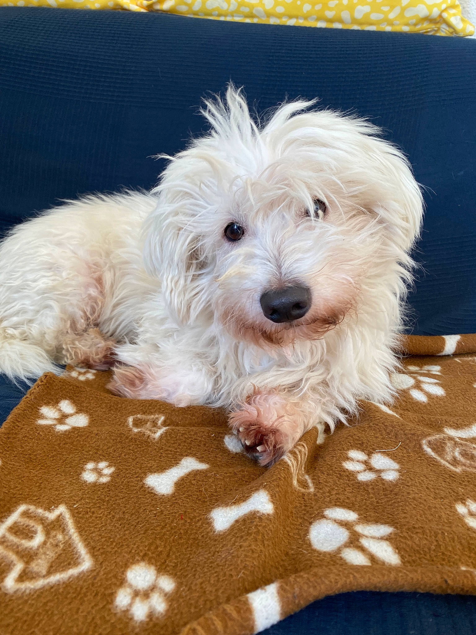 Indigo a rejoint le concours — aidez-le/la à gagner de superbes lots ! canidae, carnivore, cockapoo, companion_dog, coton_de_tulear, dog, dog_breed, glen_of_imaal_terrier, maltepoo, maltese, mammal, puppy, rare_breed_dog, schnoodle, small_terrier, sporting_lucas_terrier, terrier, toy_dog, vertebrate, west_highland_white_terrier