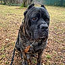 Boomer a rejoint le concours — aidez-le/la à gagner de superbes lots ! dog, brindle, leash, leaf, drool, outdoor, grass, tree, fence, house, pet, animal, canine, ears, sitting, brown, nature, yard, quiet, portrait