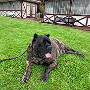 Boomer a rejoint le concours — aidez-le/la à gagner de superbes lots ! dog, grass, outdoor, building, bench, leash, canine, pet, relaxed, tongue_out, drool, greenery, window, wooden_bench, daylight, yard, fur, muzzle, resting, nature