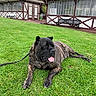 dog, grass, outdoor, building, bench, leash, canine, pet, relaxed, tongue_out, drool, greenery, window, wooden_bench, daylight, yard, fur, muzzle, resting, nature