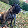 Boomer participe au concours pour gagner de l'argent avec cette photo : dog, brindle, leash, sitting, outdoor, garden, autumn, leaves, grass, fence, hedge, tree, nature, pet, canine, animal, background, daylight, collar, quiet