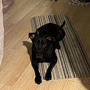 Krispy is registered to the contest to win money with this photo: dog, black_dog, lying_down, striped_rug, wooden_floor, pet_bowls, food_bowl, water_bowl, indoor, calm, looking_at_camera, floor_mat, home, pet, animal, domestic, resting, ears_up, shadow, quiet