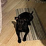 dog, black_dog, lying_down, striped_rug, wooden_floor, pet_bowls, food_bowl, water_bowl, indoor, calm, looking_at_camera, floor_mat, home, pet, animal, domestic, resting, ears_up, shadow, quiet