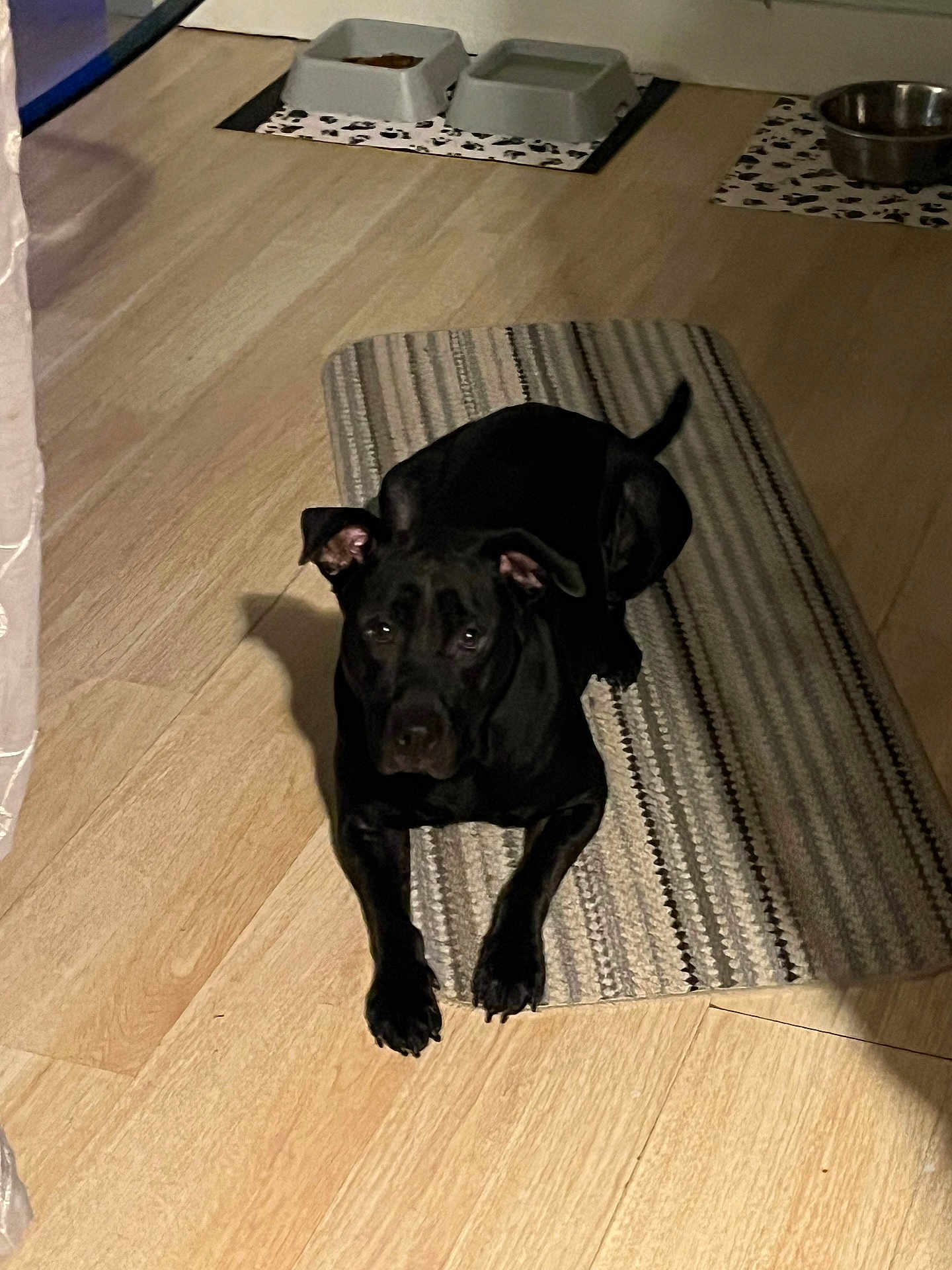 Krispy is registered to the contest to win money with this photo: dog, black_dog, lying_down, striped_rug, wooden_floor, pet_bowls, food_bowl, water_bowl, indoor, calm, looking_at_camera, floor_mat, home, pet, animal, domestic, resting, ears_up, shadow, quiet