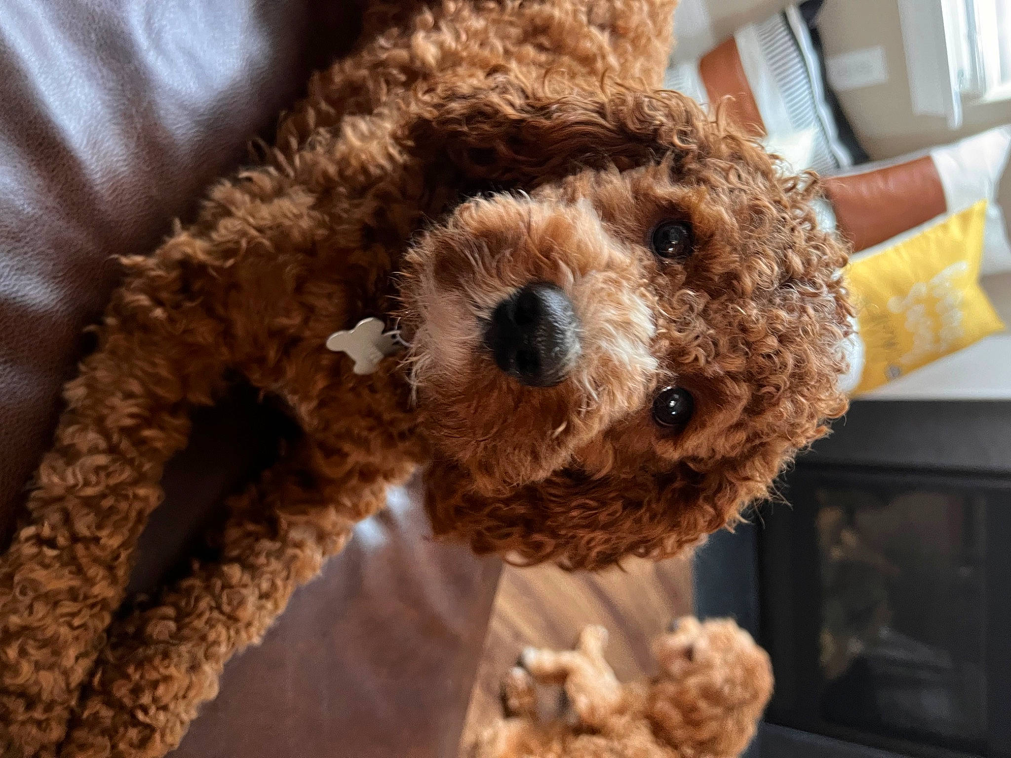 Tucker is registered to the contest to win money with this photo: bear, canidae, carnivore, companion_dog, dog_breed, fawn, fur, non_sporting_group, pattern, plush, snout, sporting_group, stuffed_toy, teddy_bear, terrestrial_animal, terrier, toy, water_dog, working_animal