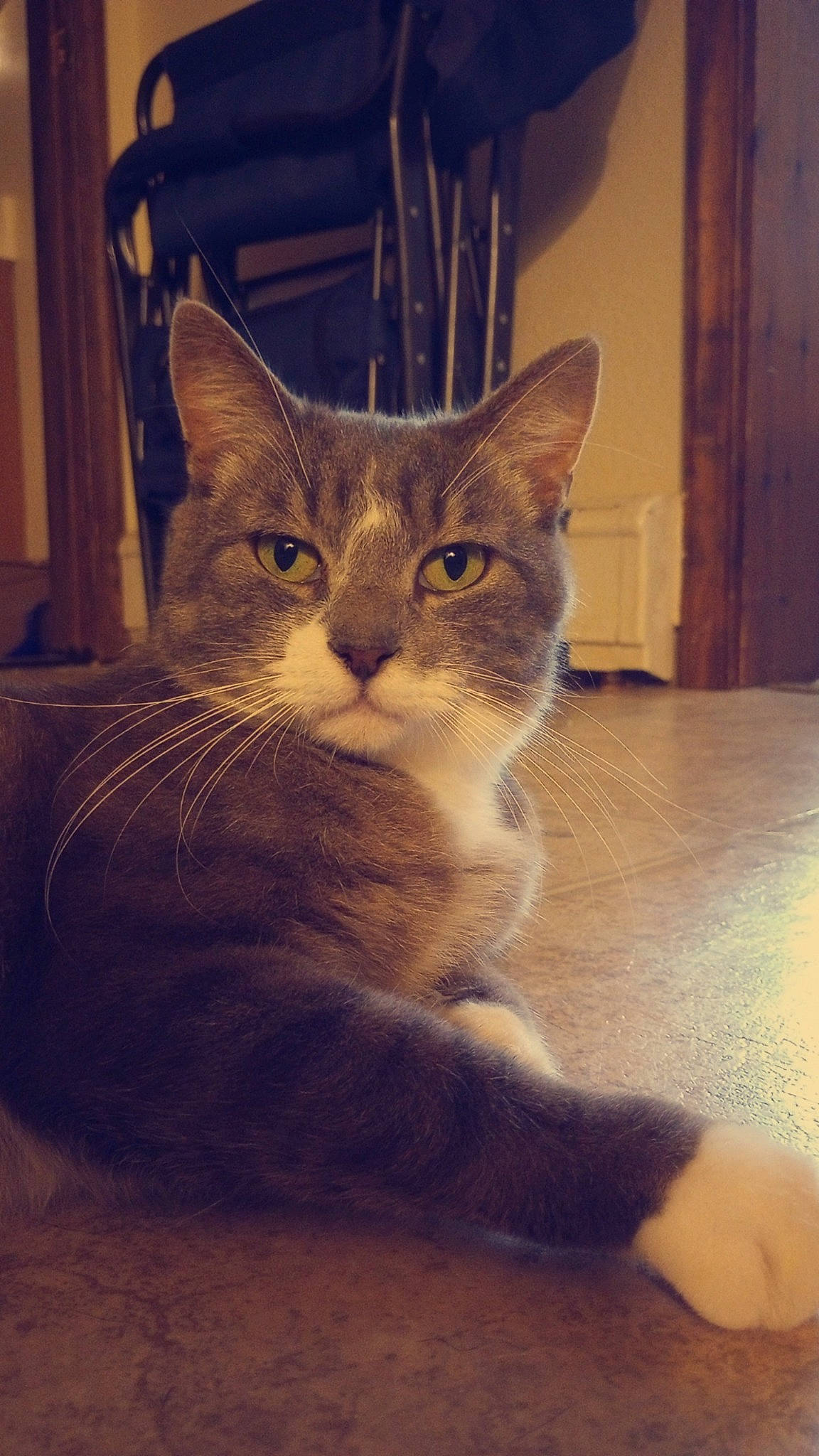 Whisker Biscuit is registered to the contest to win money with this photo: carnivore, cat, claw, domestic_short_haired_cat, door, fawn, felidae, flooring, fur, hardwood, metal, paw, sitting, small_to_medium_sized_cats, snout, tail, tints_and_shades, whiskers, window, wood