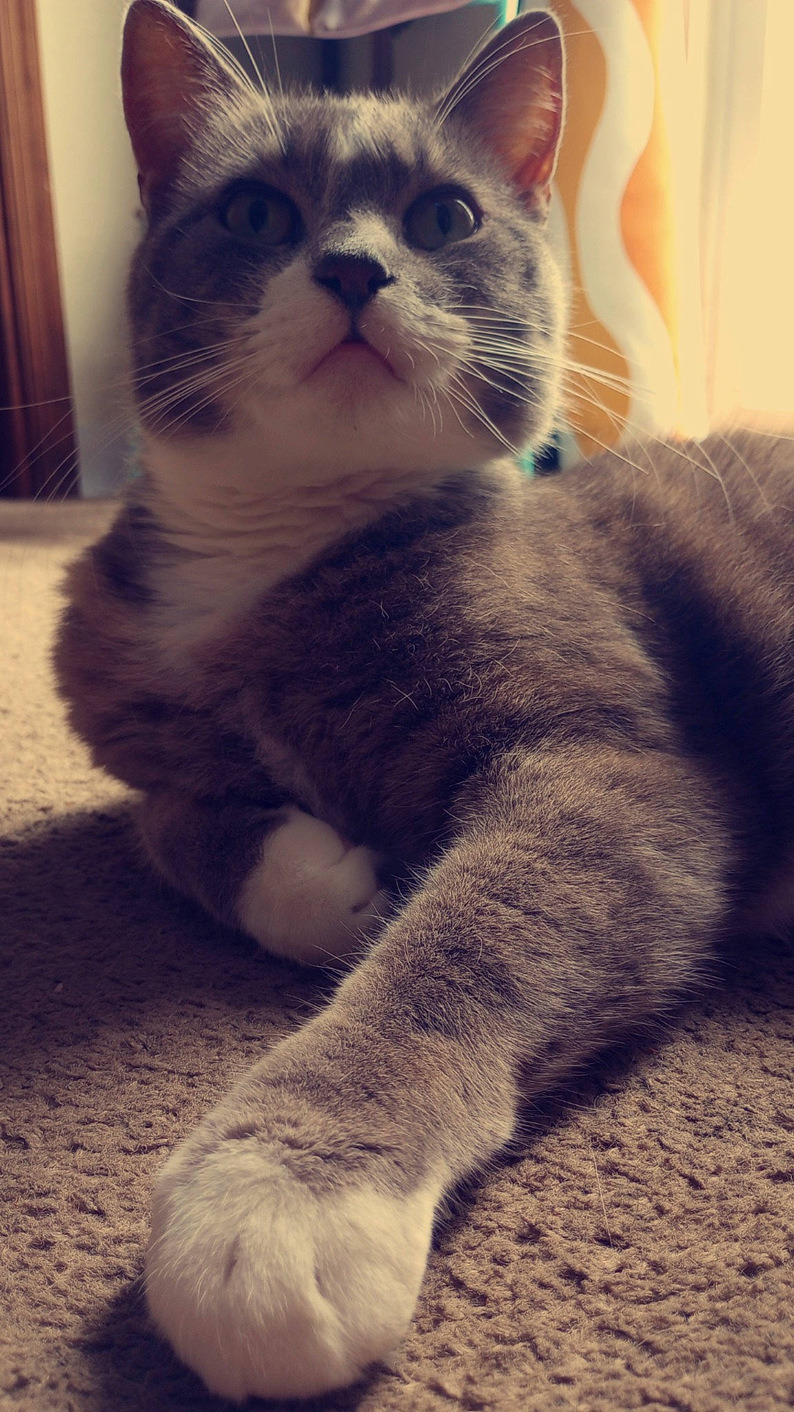 Whisker Biscuit is registered to the contest to win money with this photo: carnivore, cat, claw, domestic_short_haired_cat, felidae, foot, fur, paw, small_to_medium_sized_cats, tail, terrestrial_animal, whiskers, window