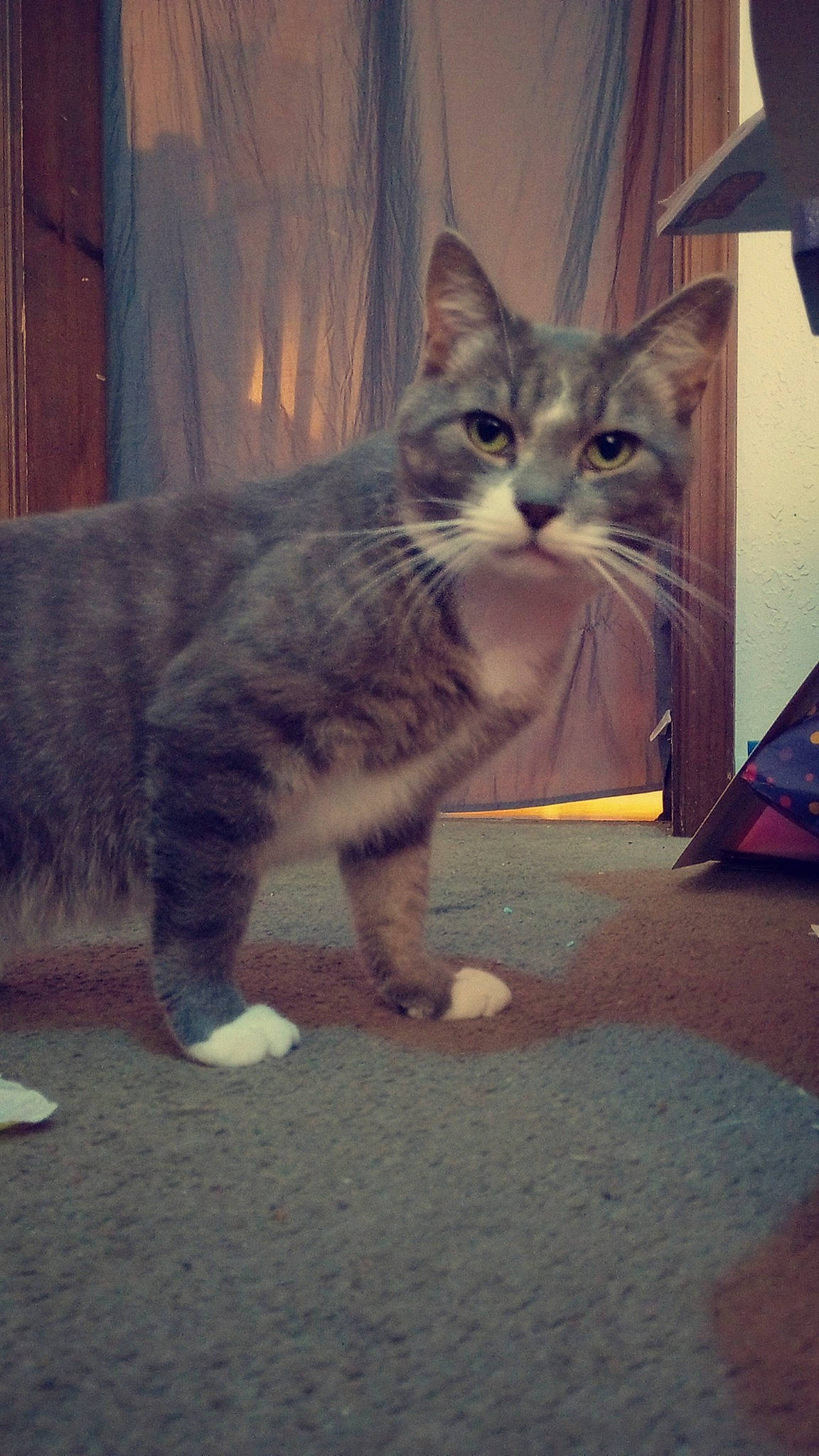 Whisker Biscuit is registered to the contest to win money with this photo: carnivore, cat, domestic_short_haired_cat, eye, felidae, fur, grey, mammal, paw, plant, road_surface, sitting, small_to_medium_sized_cats, snout, tail, tree, vertebrate, whiskers, window, wood