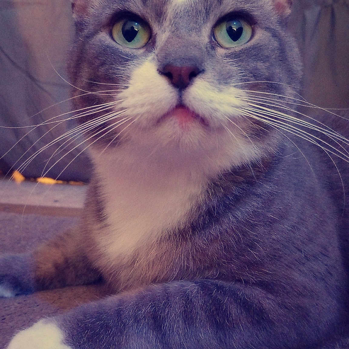 Whisker Biscuit