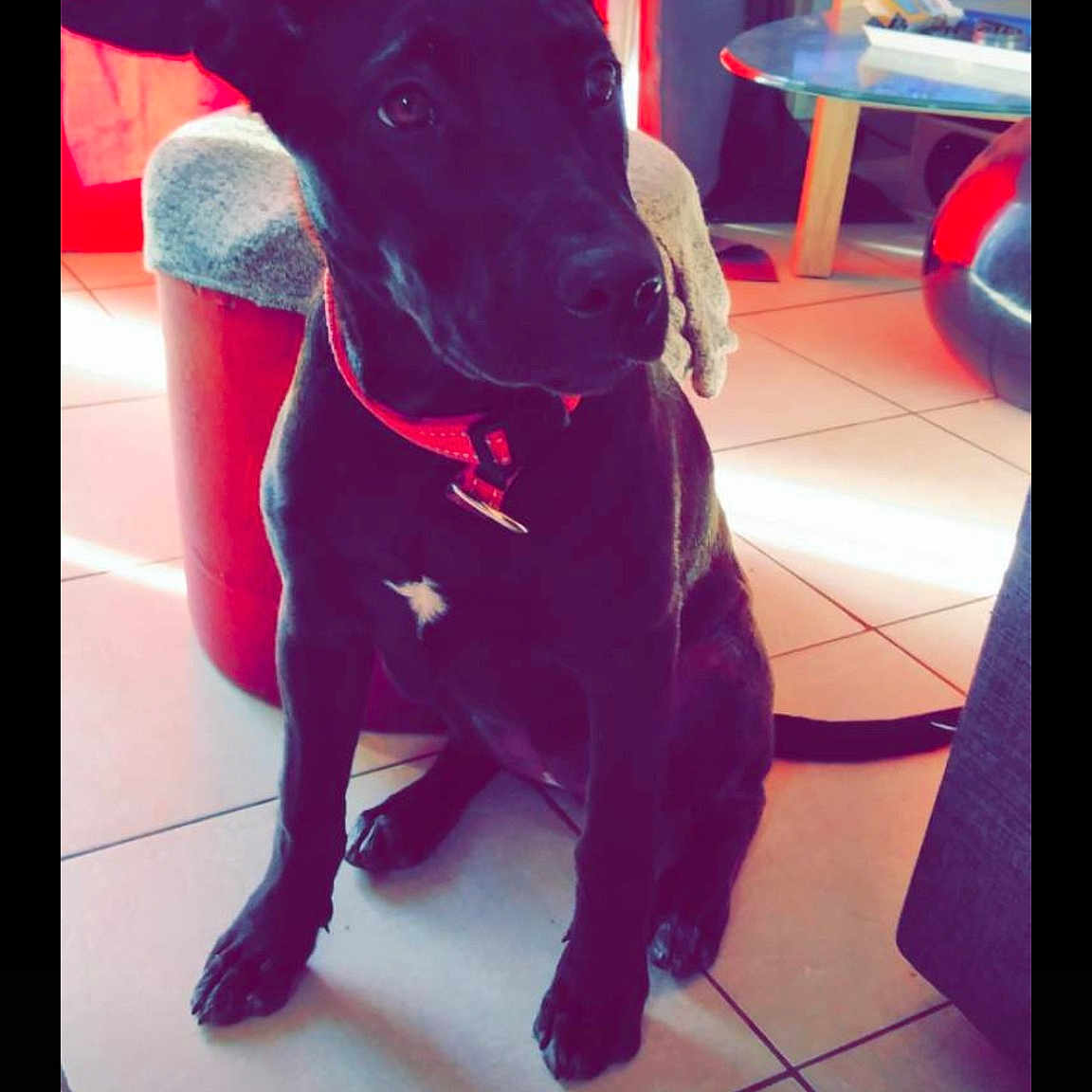 Dolly