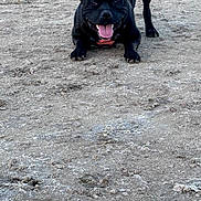Bud participe au concours pour gagner de l'argent avec cette photo : alert, animal, black_dog, canine, collar, dog, excited, fetch, fun, ground, happy, outdoor, paw, pet, playful, ready_to_play, sand, tennis_ball, texture, tongue_out