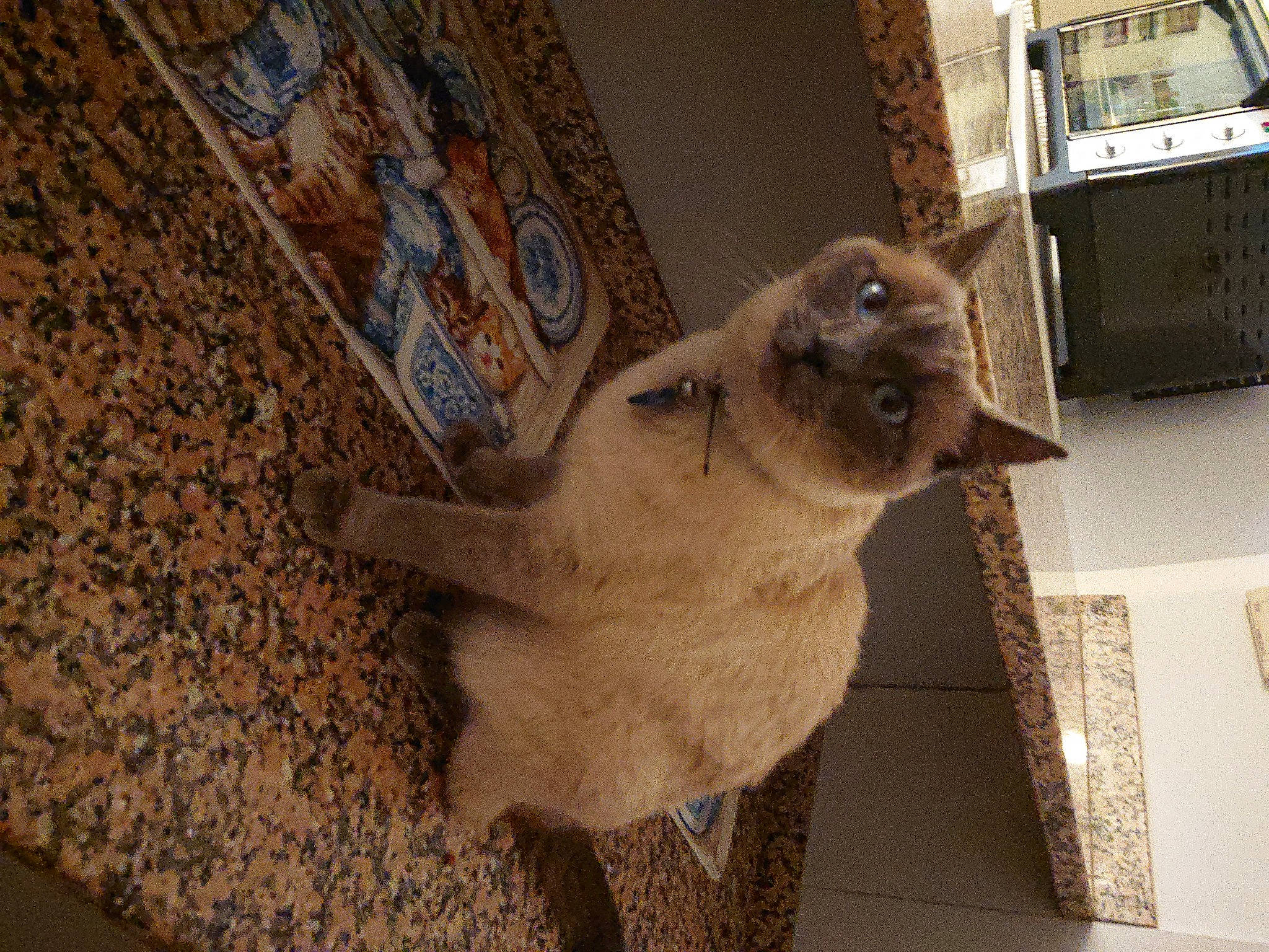 Mitsy participe au concours pour gagner de l'argent avec cette photo : balinese, carnivore, cat, claw, domestic_short_haired_cat, fawn, felidae, flooring, fur, mammal, paw, pet_supply, siamese, small_to_medium_sized_cats, snout, tail, thai, tonkinese, whiskers, wood